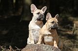 BOULEDOGUE FRANCAIS 552